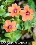 Anagallis arvensis