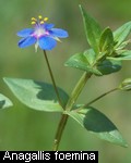 Anagallis foemina