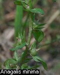 Anagallis minima