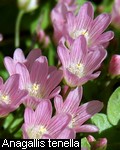 Anagallis tenella.