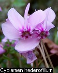 Cyclamen hederofilium