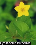 Lysimachia nemorum