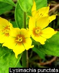 Lysimachia punctata