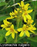 Lysimachia vulgaris