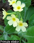 Primula eliator