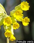 Primula veris