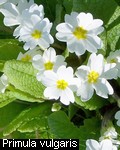 Primula vulgaris