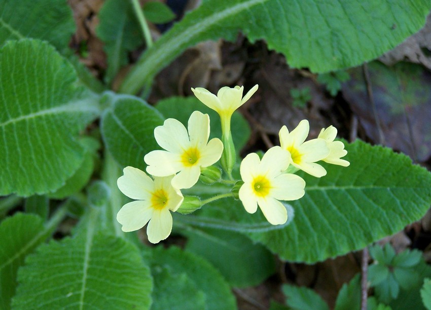 Primula elatior