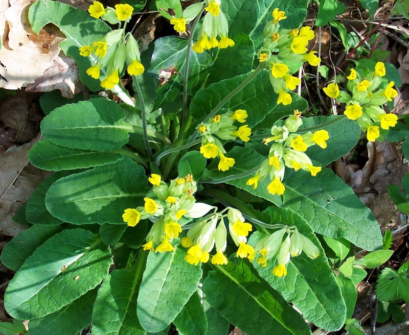 Primula veris