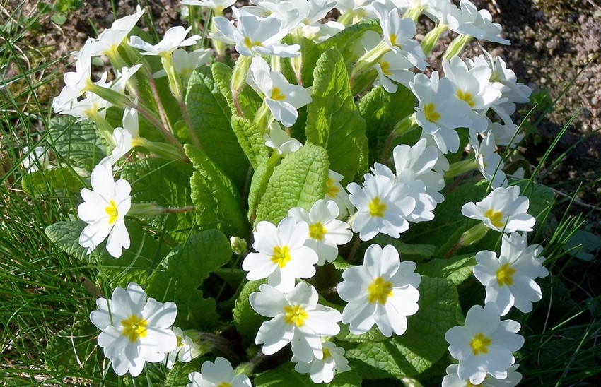 Primula vulgaris