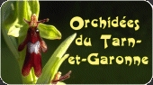 Orchid�es du Tarn et Garonne
