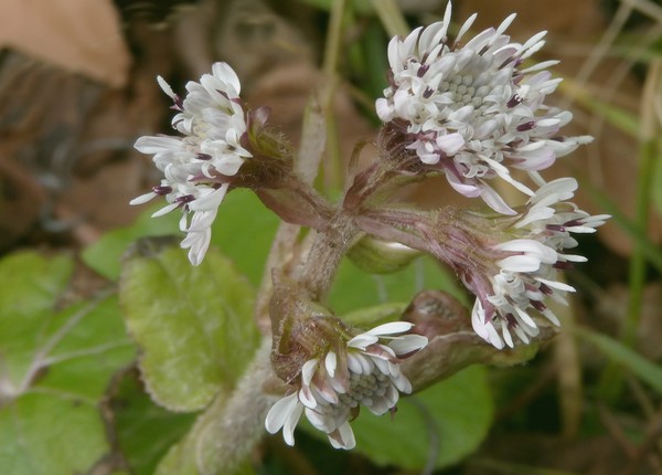 Petasites_pyrenaicus