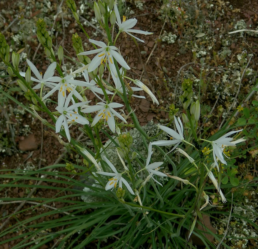 Anthericum_liliago