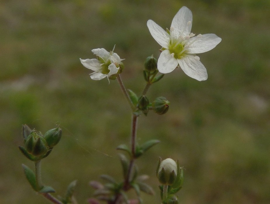 Arenaria_controversa.