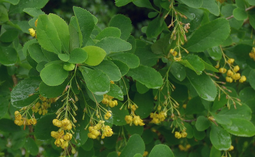 Berberis_vulgaris