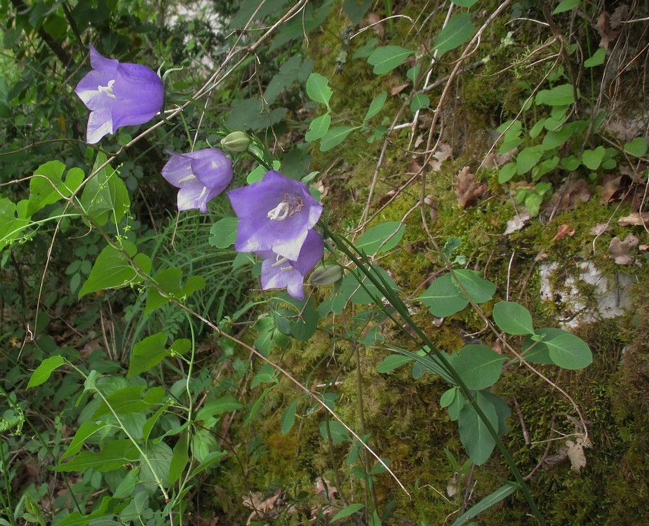 Campanula_persicifolia