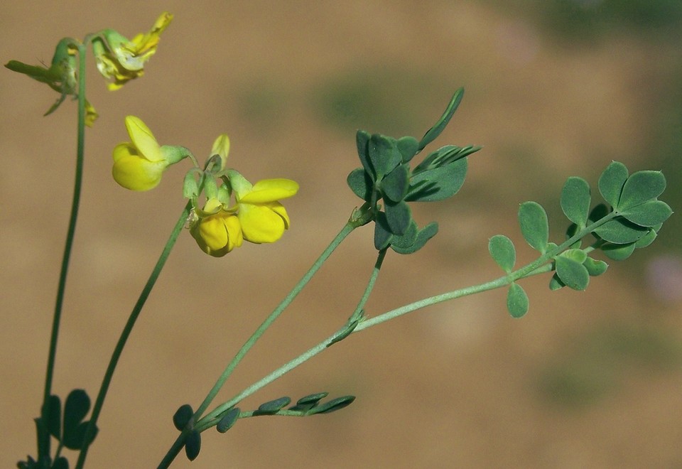 Coronilla_minima