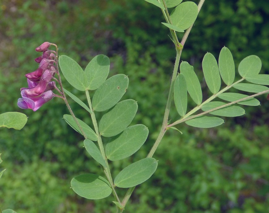 Lathyrus_nigra