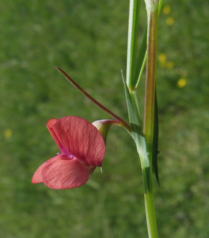 Lathyrus_sphaericus