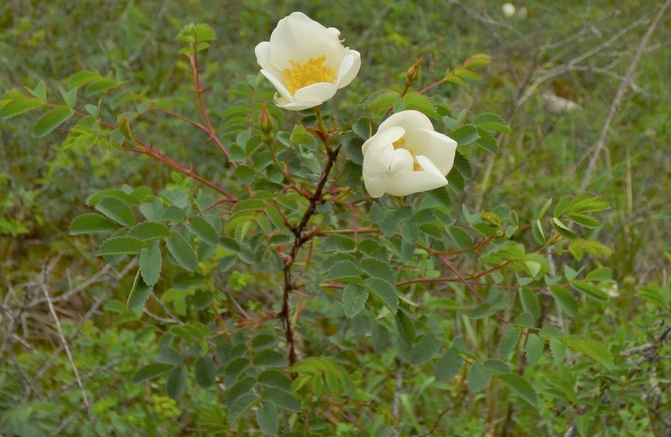 Rosa_spinosissima_subsp_spinosissima