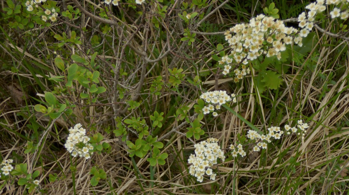 Spiraea_hypericifolia_subsp_obovata