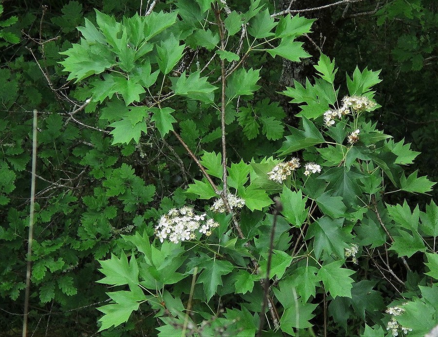 sorbus_torminalis