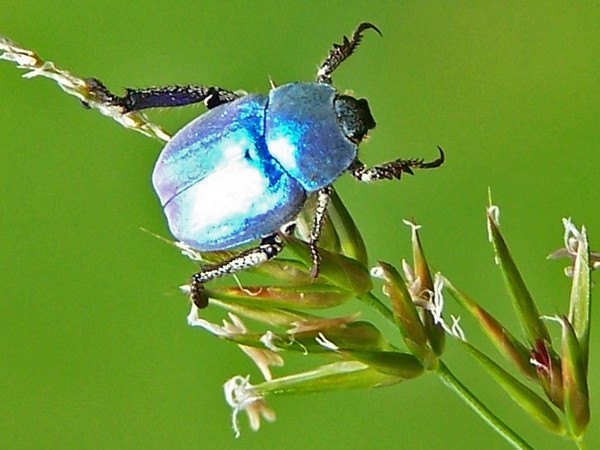 http://www.jardinsauvage.fr/SORTIES/SORTIE%20PAPILLONS/hoplia%20coerulea%204.jpg