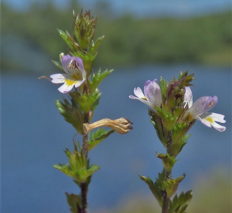 Euphrasia_micrantha