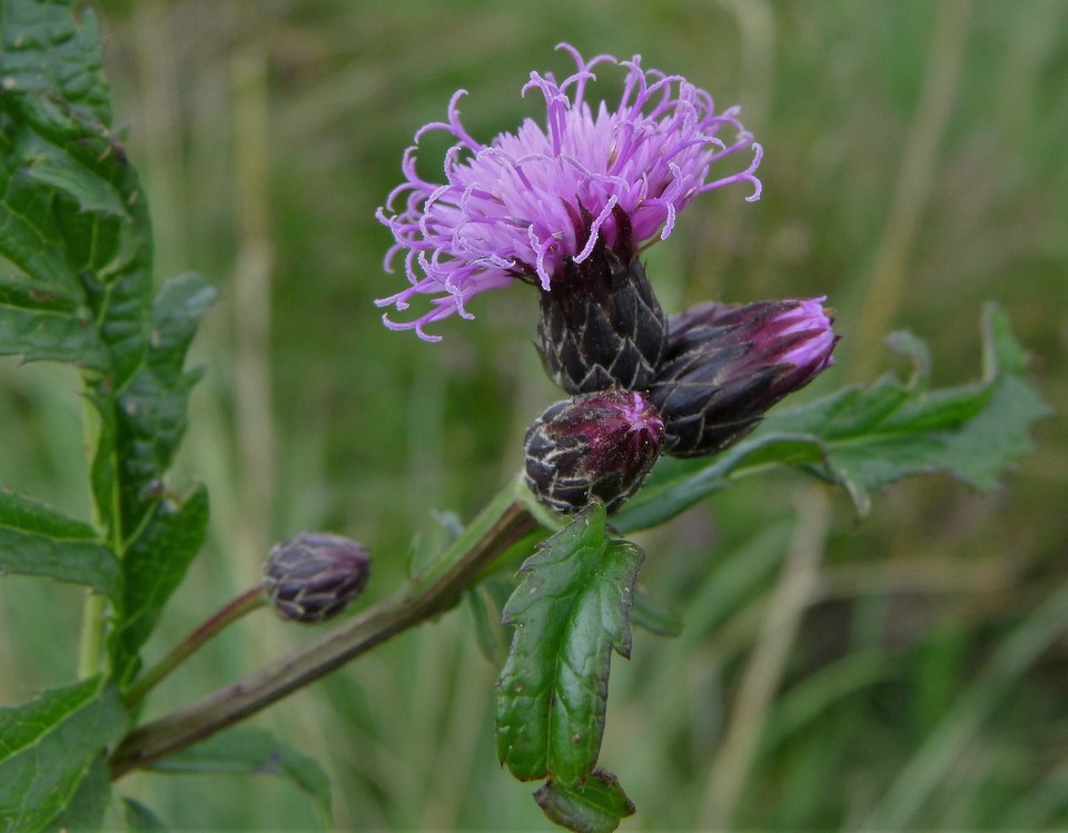 Serratula_tinctoria_Serratule