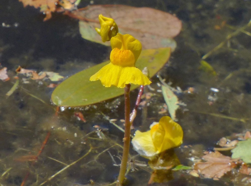 Utricularia_australis_Utriculaire-meridionale