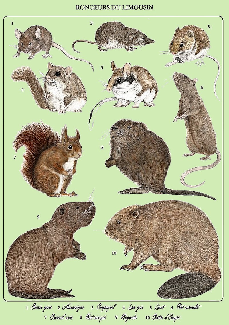 MAMMIFERES