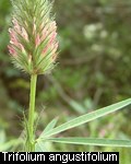 Trifolium angustifolium