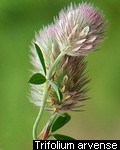 Trifolium arvense