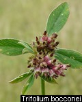 Trifolium bocconei