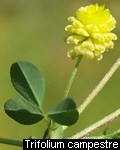 Trifolium campestre