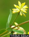 Trifolium dubium