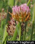 Trifolium fragiferum