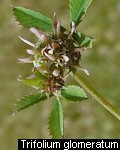 Trifolium glomeratum