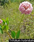 Trifolium hybridum