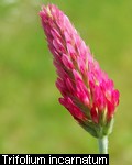 Trifolium incarnatum