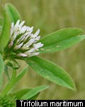 Trifolium maritimum