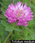 Trifolium medium