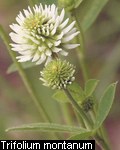 Trifolium montanum