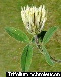 Trifolium ochroleucon