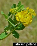 Trifolium patens