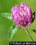 Trifolium pratense