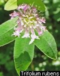 Trifolium rubens