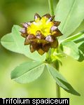 Trifolium spadiceum