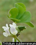 Trifolium subterraneum