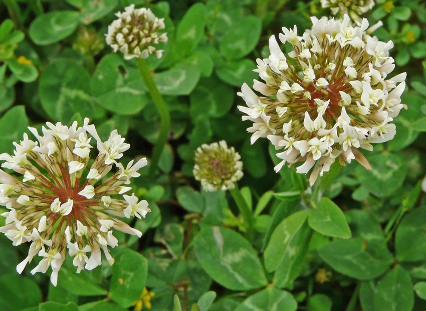 Trifolium repens